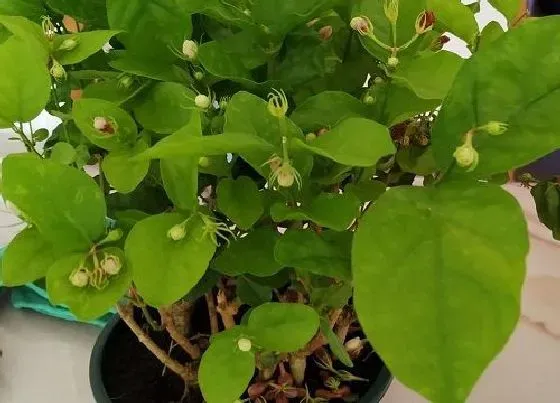 植物常识问题|夏季茉莉花如何正确养护