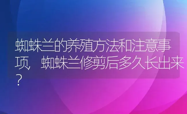 蜘蛛兰的养殖方法和注意事项,蜘蛛兰修剪后多久长出来？ | 养殖常见问题