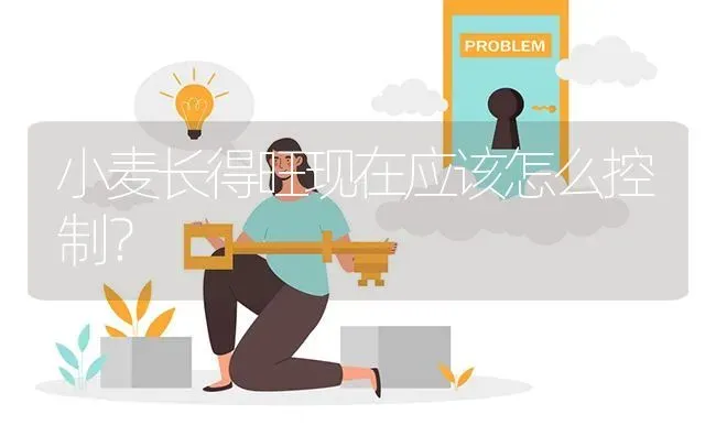小麦长得旺现在应该怎么控制? | 养殖问题解答