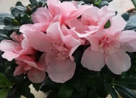 植物常识问题|入冬后杜鹃花要怎么养才能越长越旺