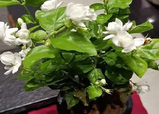 植物常识问题|7月养护茉莉花需要注意些什么