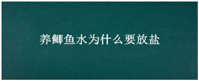 养鲫鱼水为什么要放盐 | 农业问题