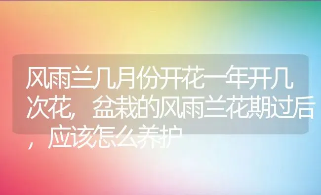 风雨兰几月份开花一年开几次花,盆栽的风雨兰花期过后，应该怎么养护 | 养殖常见问题
