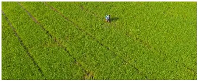 草甘膦喷后多久失效 | 农业答疑