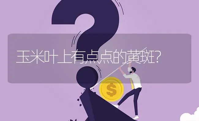 玉米叶上有点点的黄斑? | 养殖问题解答