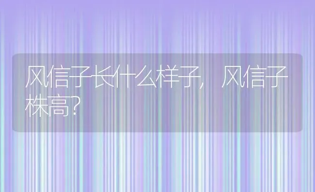 风信子长什么样子,风信子株高？ | 养殖常见问题