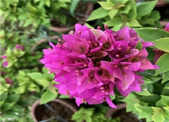 植物常识问题|三角梅不开花是受哪些因素影响