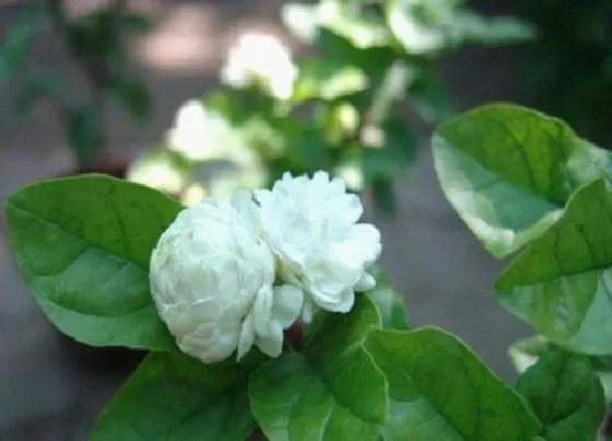 植物常识问题|夏季养护茉莉花如何及时防治虫害