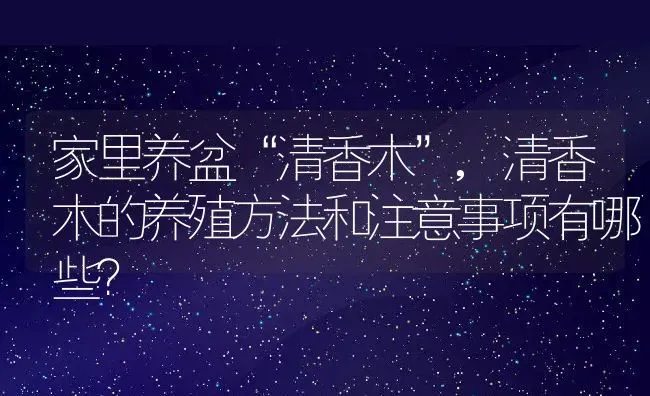 家里养盆“清香木”,清香木的养殖方法和注意事项有哪些？ | 养殖常见问题