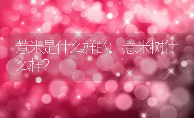 薏米是什么样的,薏米树什么样？ | 养殖常见问题