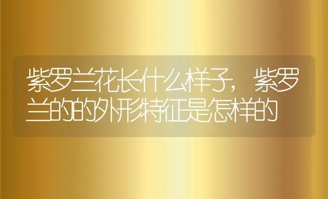 紫罗兰花长什么样子,紫罗兰的的外形特征是怎样的 | 养殖常见问题