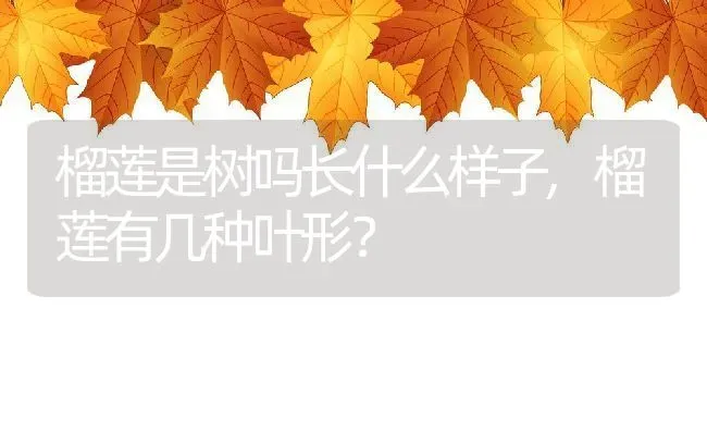 榴莲是树吗长什么样子,榴莲有几种叶形？ | 养殖常见问题