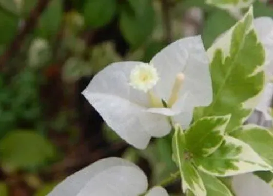 植物常识问题|三角梅冬季养殖方法及注意事项