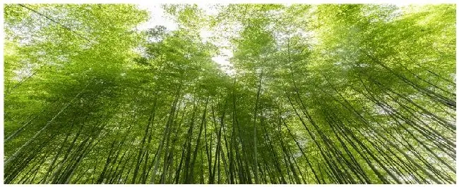 竹子的克星是什么植物 | 科普知识