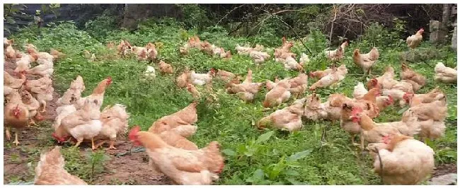 肉鸡下蛋吗 | 三农问答