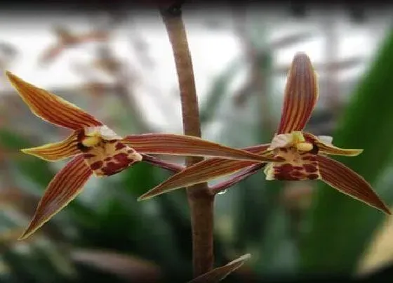 植物常识问题|兰花冬天开花养护