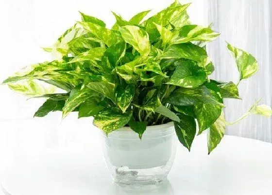 植物常识问题|绿萝长势越来越差的原因