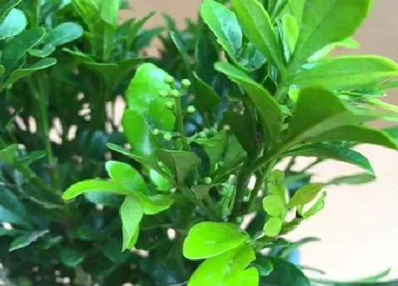 植物常识问题|米兰花怎么才能养好  如何养护叶片翠绿