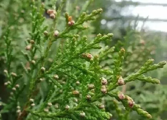 植物常识问题|圆柏和侧柏的区别