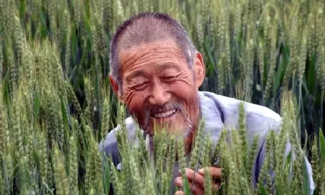 植物常识问题|小麦防治倒伏的有效措施（小麦倒伏主要原因及预防方法）