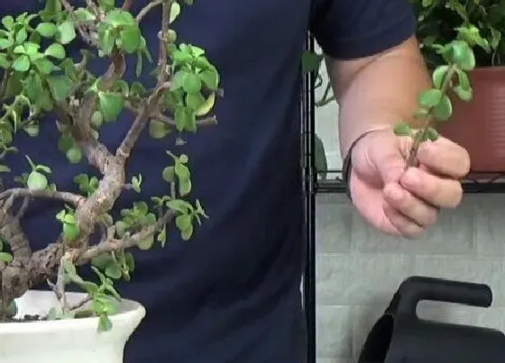 植物常识问题|修剪对于养花的好处