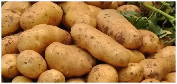 马铃薯v8品种简介 | 科普知识