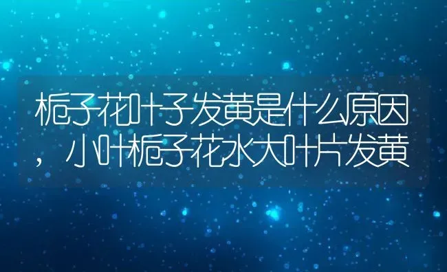 栀子花叶子发黄是什么原因,小叶栀子花水大叶片发黄 | 养殖常见问题