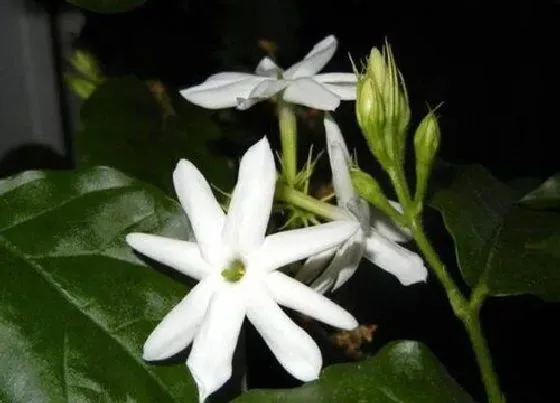 植物常识问题|茉莉花冒新芽后如何养护开花多