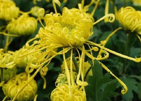 植物常识问题|菊花放家里是否不吉利（菊花摆在家里有讲究禁忌吗）