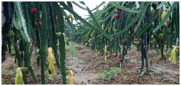 火龙果用什么肥料 | 三农问答