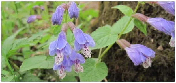 黄芩怎样种植高产呢 | 三农答疑