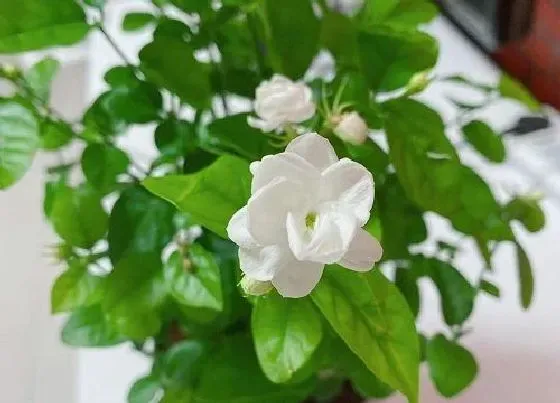 植物常识问题|7月养护茉莉花需要注意些什么