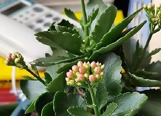 植物常识问题|长寿花怎样进行修剪比较好