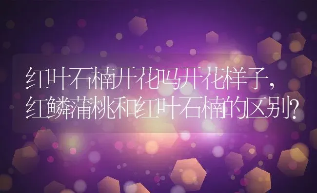 红叶石楠开花吗开花样子,红鳞蒲桃和红叶石楠的区别？ | 养殖常见问题