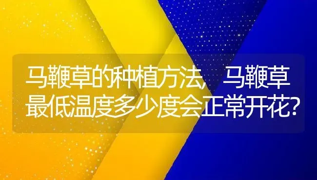 马鞭草的种植方法,马鞭草最低温度多少度会正常开花？ | 养殖常见问题