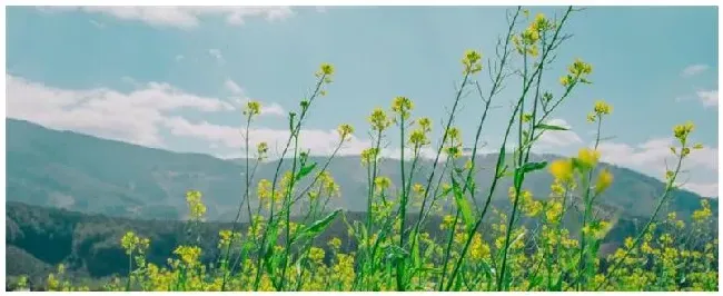 油菜花种植注意事项 | 科普知识