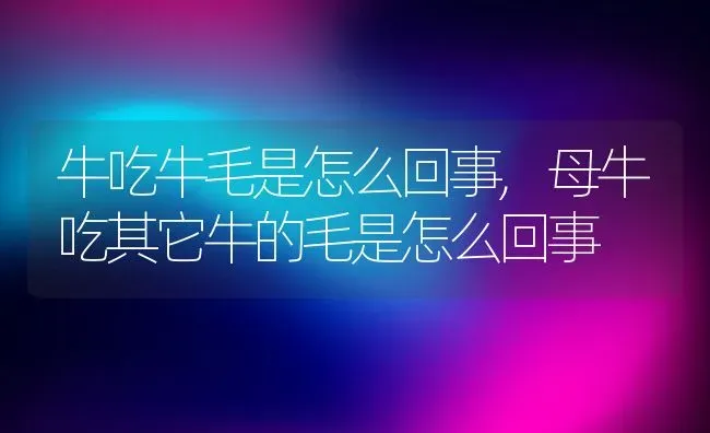 牛吃牛毛是怎么回事,母牛吃其它牛的毛是怎么回事 | 养殖常见问题