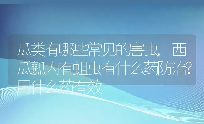 瓜类有哪些常见的害虫,西瓜瓤内有蛆虫有什么药防治?用什么药有效 | 养殖常见问题