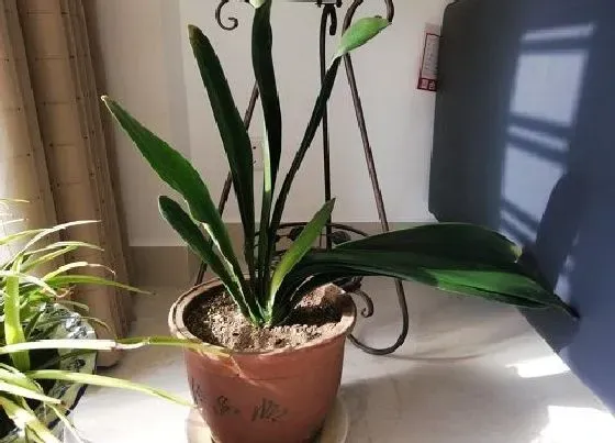 植物常识问题|君子兰怎么养护叶子变整齐