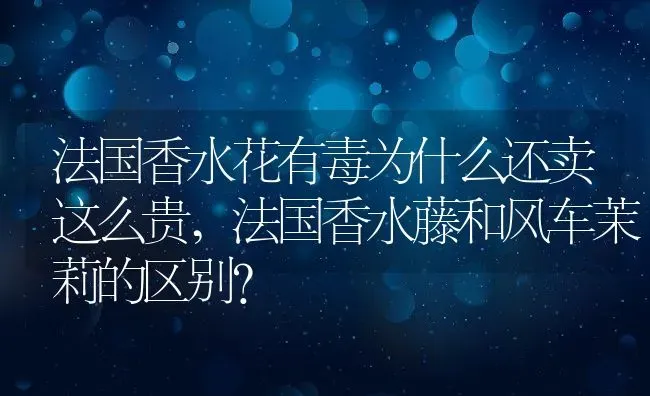 法国香水花有毒为什么还卖这么贵,法国香水藤和风车茉莉的区别？ | 养殖常见问题