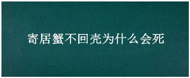 寄居蟹不回壳为什么会死 | 生活常识