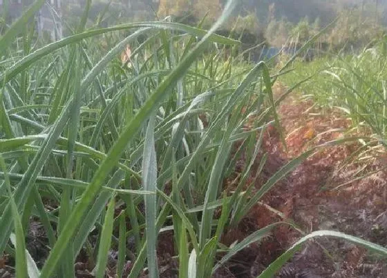 植物常识问题|大蒜的生长过程