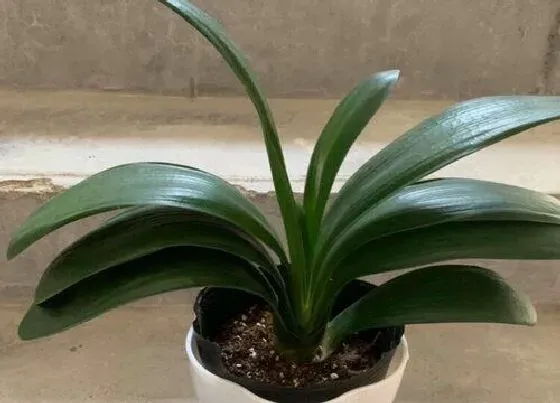 植物常识问题|不能给君子兰浇的三种水
