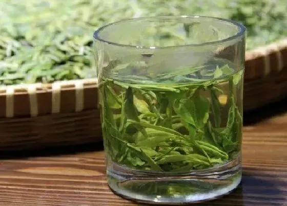 植物常识问题|绿茶品种有哪些