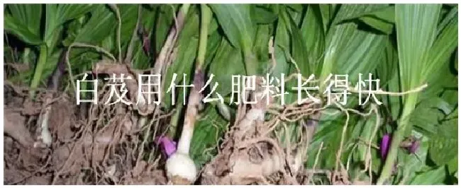 白芨用什么肥料长得快 | 生活常识