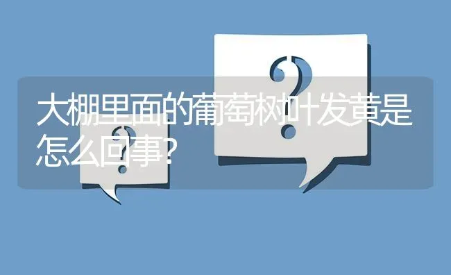 大棚里面的葡萄树叶发黄是怎么回事? | 养殖问题解答