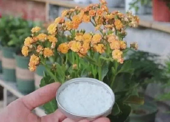 植物常识问题|植物养护中如何选择合适的肥料