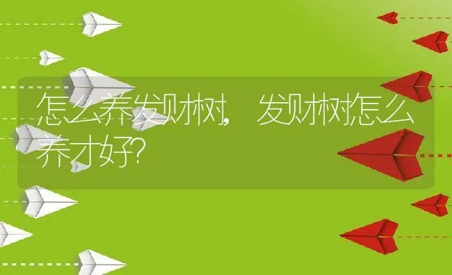 怎么养发财树,发财树怎么养才好？ | 养殖常见问题