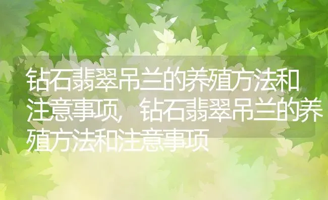 钻石翡翠吊兰的养殖方法和注意事项,钻石翡翠吊兰的养殖方法和注意事项 | 养殖常见问题