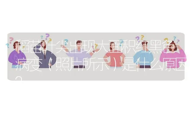 稻苗叶尖出现大面积红黑色病变(照片所示)是什么原因? | 养殖问题解答